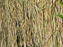 Kornkreisrand: Parallele �hren,
                          Nahaufnahme direkt von oben 02