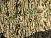 Kornkreisrand: Parallele �hren,
                          Nahaufnahme direkt von oben 03