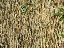 Kornkreisrand: Parallele �hren,
                          Nahaufnahme direkt von oben 04