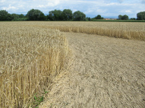 Kornkreis, �usserer Ring, Innenseite