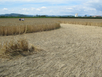 Kornkreis, M�ndungsbereich vom �usseren in
                        einen inneren Kreis