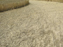 Kornkreis, M�ndungsbereich, Nahaufnahme der
                        Halme