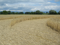 Kornkreis, M�ndungsbereich vom �usseren in
                        einen inneren Kreis