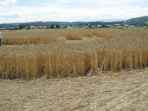 Kornkreis, M�ndungsbereiche