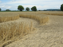 Kornkreis, M�ndungsbereich zwischen 2
                        Monden