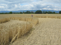 Kornkreis: M�ndungsbereich zwischen 2
                        Mondenden