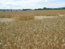 Kornkreis, Mondenden