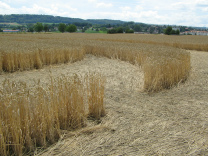 Kornkreis, M�ndungsbereich zwischen 2
                        Mondspitzen